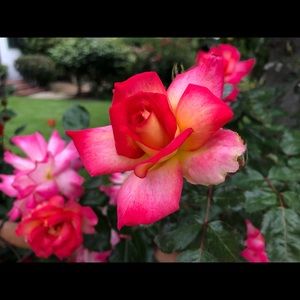 Meet your Posher, Cynthia